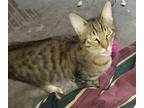 Adopt Tigger a Tiger Striped Domestic Shorthair (short coat) cat in Beeville