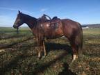 T 11 year old chestnut mare