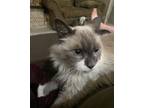 Adopt Mermer a Tan or Fawn (Mostly) Persian / Mixed (long coat) cat in Hanford