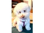 Adopt Robbie #389 a White Bichon Frise / Poodle (Miniature) / Mixed dog in