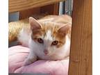 Adopt Sawyer a Orange or Red (Mostly) American Shorthair (short coat) cat in