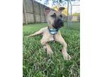 Adopt Ray Ray a Tan/Yellow/Fawn Mixed Breed (Large) / Great Dane / Mixed dog in