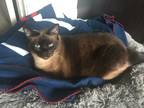 Adopt Sasha a Tan or Fawn (Mostly) Siamese / Mixed (medium coat) cat in Inman