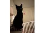 Adopt Aruno a All Black Domestic Shorthair / Mixed (short coat) cat in Colorado