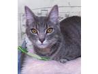 Adopt Twix a Gray, Blue or Silver Tabby Domestic Shorthair (short coat) cat in