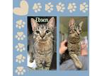 Adopt Ebsen a Brown Tabby Domestic Shorthair (short coat) cat in Enka