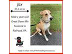 Adopt Jax a Tan/Yellow/Fawn - with White Great Dane / Mixed dog in New Oxford