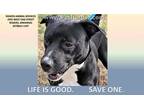 Adopt KNIGHT a Black - with White American Pit Bull Terrier / Mixed dog in
