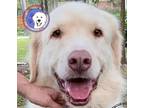 Adopt Cooper a White Great Pyrenees / Golden Retriever / Mixed dog in Portland