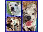 Adopt PUCK a White - with Brown or Chocolate Australian Cattle Dog / Mixed dog