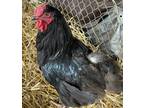 Adopt A Chicken Bird In Napa, CA (33229320)