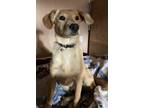 Adopt Birdie a Tan/Yellow/Fawn Plott Hound / Mixed dog in Beaverton