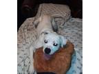 Adopt Lulu a White Boxer / Mixed dog in Iroquois, IL (33227715)