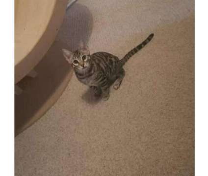 PUREBRED BENGAL 6 Month OLD KITTEN is a Male Bengal Young For Sale in North York ON