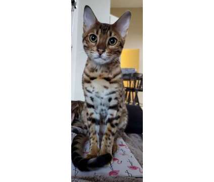 PUREBRED BENGAL 6 Month OLD KITTEN is a Male Bengal Young For Sale in North York ON