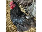 Adopt 39796 A Chicken