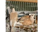 Adopt Romeo and Juliet a Dove