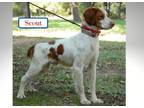 Adopt Scout a Brittany Spaniel