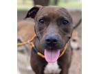 Adopt Blueberry (AKA Jenny) a Pit Bull Terrier