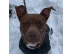 Adopt Chocolate a American Staffordshire Terrier
