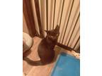 Adopt Asher a All Black Domestic Shorthair (short coat) cat in Muncy