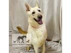 Adopt CLOUD a White German Shepherd Dog / Mixed dog in Chicago Ridge