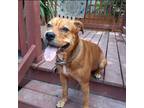 Adopt Mochi a Red/Golden/Orange/Chestnut Shar Pei / American Pit Bull Terrier /