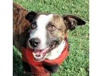 Adopt Harold SP a Brindle Jack Russell Terrier / Dachshund / Mixed dog in