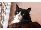 Adopt Duncan a Black & White or Tuxedo Domestic Longhair / Mixed (long coat) cat