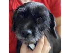 Adopt Willy a Black Schnauzer (Standard) / Mixed dog in Island Park