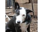 Adopt DINGA a Black Border Collie / Mixed dog in Pt. Richmond, CA (33240074)