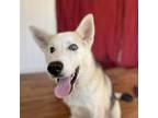 Adopt Odin a White - with Tan, Yellow or Fawn German Shepherd Dog / Husky /