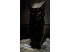 Adopt Aurora a All Black Domestic Shorthair / Mixed cat in Abbeville
