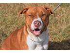 Adopt Dale a Red/Golden/Orange/Chestnut Terrier (Unknown Type