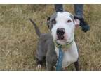Adopt Piper a Gray/Blue/Silver/Salt & Pepper Terrier (Unknown Type