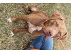 Adopt Mylee a Brown/Chocolate Terrier (Unknown Type, Medium) / Mixed dog in