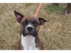 Adopt Fall a Boxer / Mixed dog in Abbeville, LA (33239344)