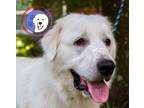 Adopt Freeya a White Great Pyrenees / Mixed dog in Portland, OR (33238887)