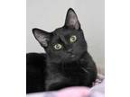 Adopt Tootsie a All Black Domestic Shorthair / Domestic Shorthair / Mixed cat in