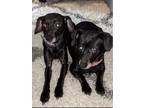 Adopt Pippa & Paisley a Black Beagle / Dachshund / Mixed dog in Chattanooga