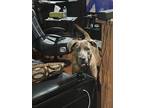 Adopt Pike a Brindle Cane Corso / Great Dane / Mixed dog in Tonawanda