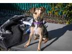 Adopt KILO a Black - with Tan, Yellow or Fawn Jack Russell Terrier / Mixed dog