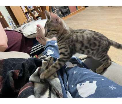 Bengal Kittens - TICA Registered- Health Guaranteed is a Male Bengal Kitten For Sale in Houston TX