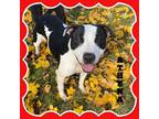 Adopt Athena a Pit Bull Terrier