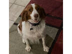 Adopt TOBY a Brittany Spaniel