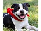 Adopt Morty a American Staffordshire Terrier, Pit Bull Terrier