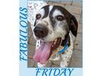 Adopt FRIDAY YepCats! a German Shorthaired Pointer