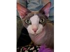 Adopt Smeagol a Sphynx / Hairless Cat, Devon Rex