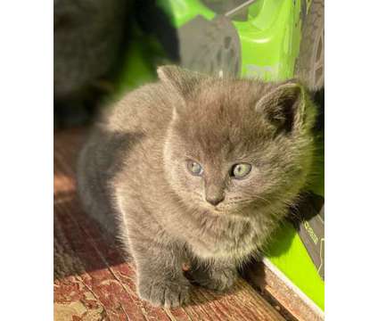 Kittens is a Male Young For Sale in Avoca IN