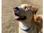 Adopt ELI a Tan/Yellow/Fawn Akita / Mixed dog in Okatie, SC (33248004)